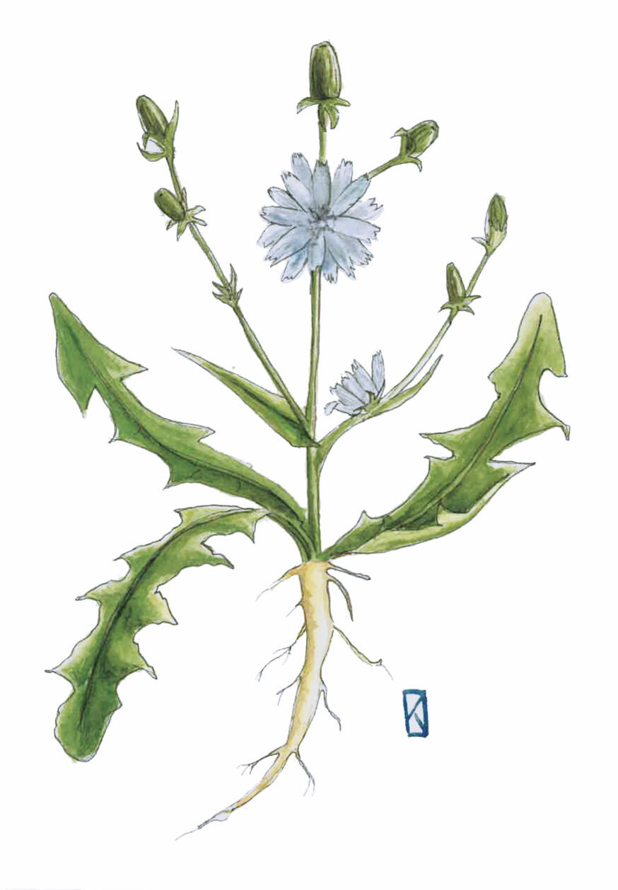 Cykoria