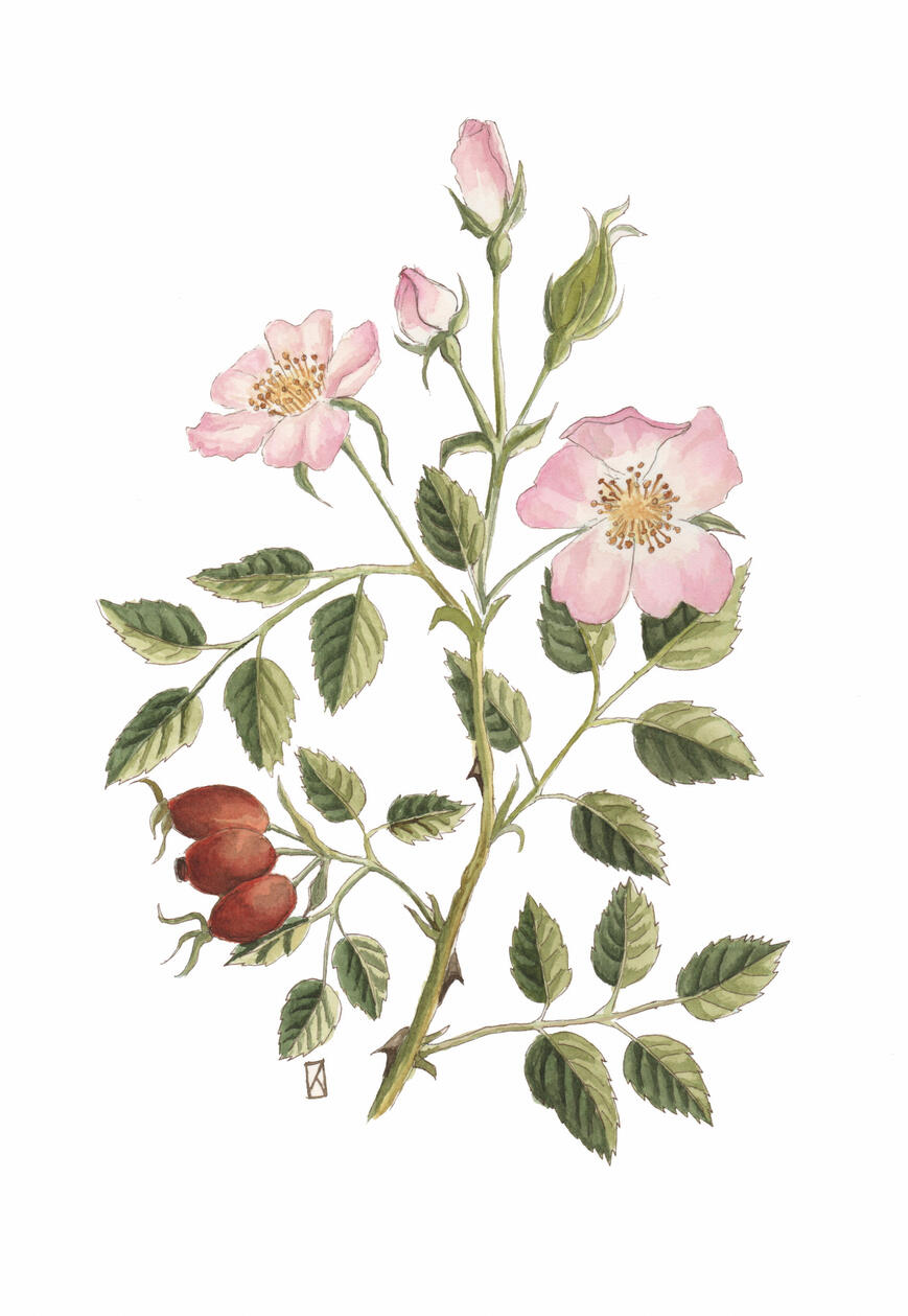 Rosa