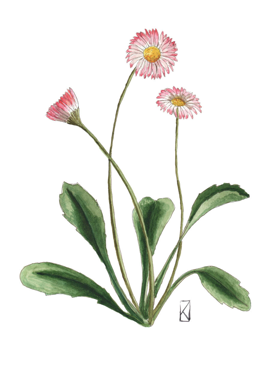 Stokrotka