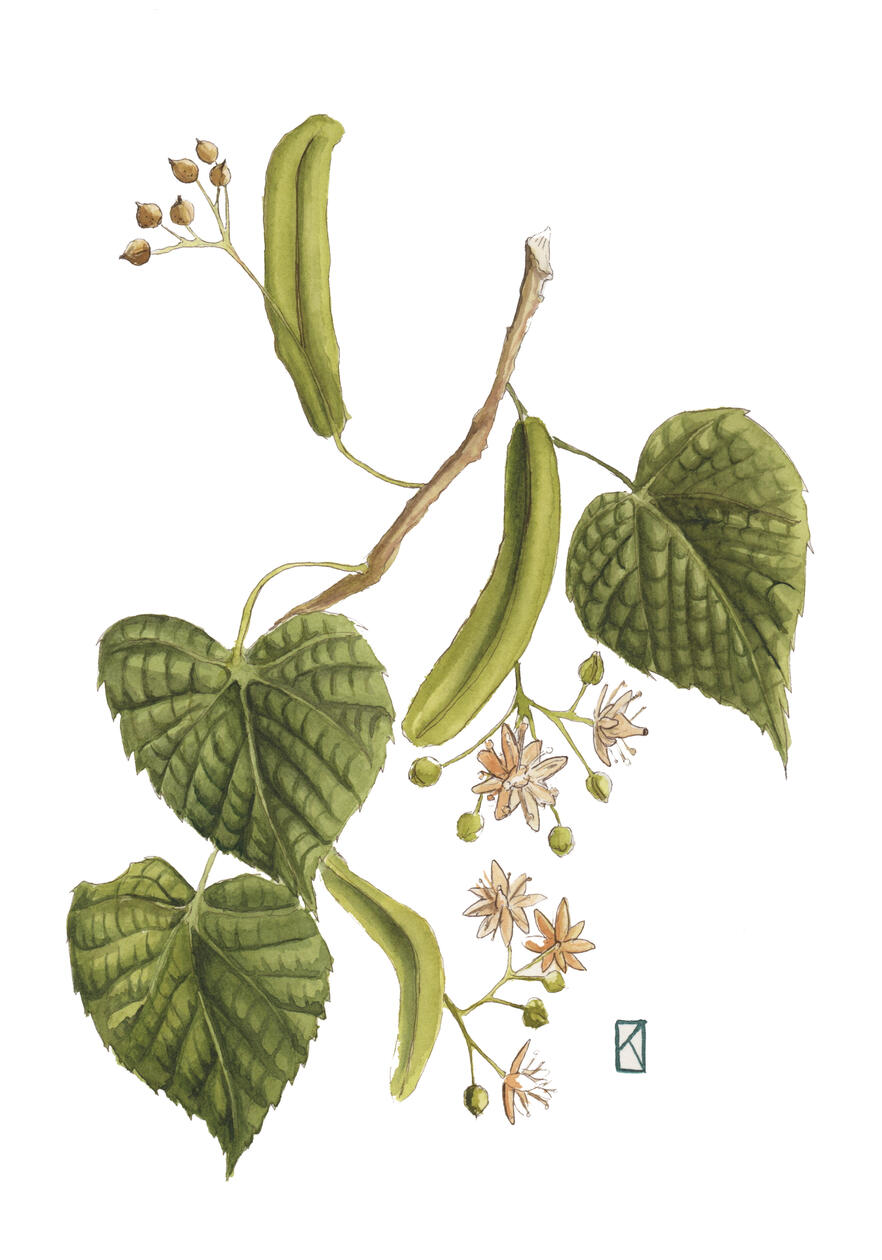 Lipa