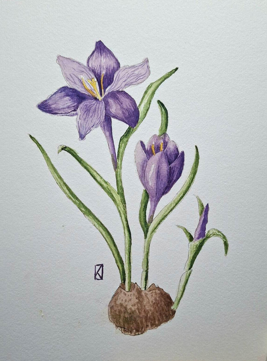 krokus