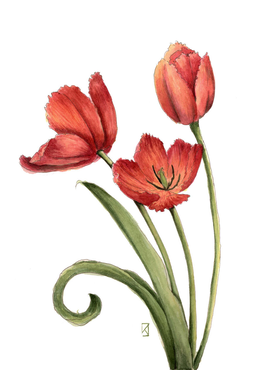 Tulipany